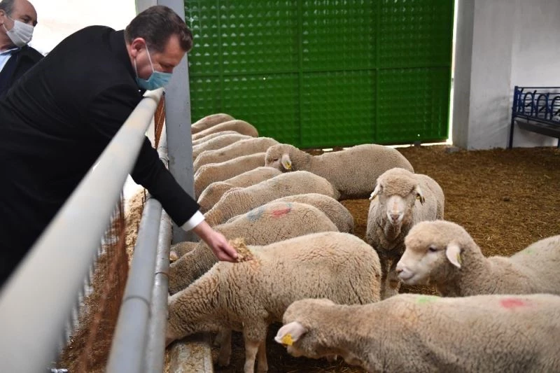 Balıkesir’in ilk tescilli kuzuları dünyaya geldi
