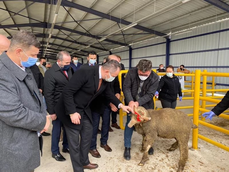 Tekirdağ’da 34 adet merinos ırkı koç dağıtıldı
