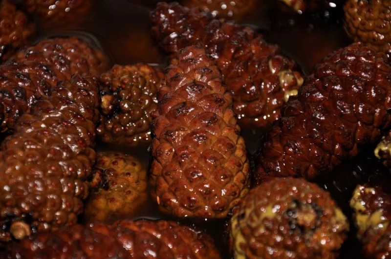 Hastalıklardan çam kozalağı şurubuyla korunuyorlar
