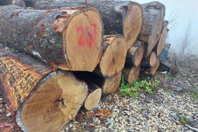 Tomruklar rekor fiyata alıcı buldu
