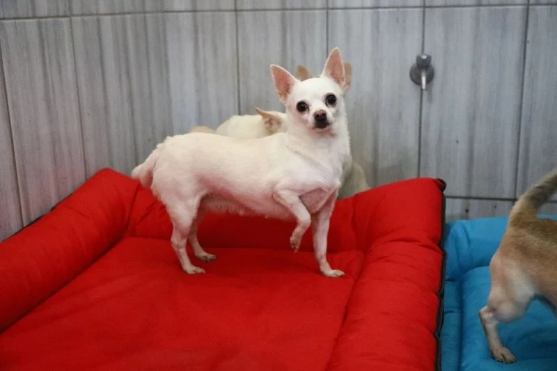 Keçiören’deki sevimli köpeklerin minder keyfi
