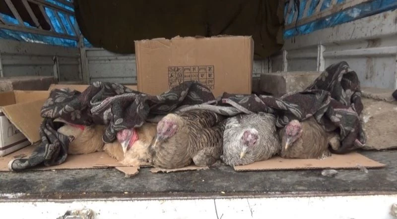 Kars’ta yılbaşı hindilerine battaniyeli önlem
