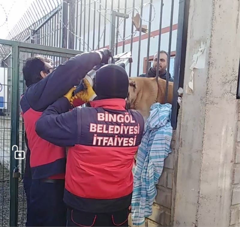 Bingöl’de demir parmaklıklara sıkışan köpek kurtarıldı
