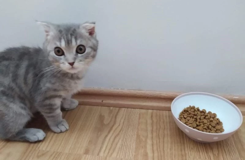 Kalitesiz mamalar kedi ve köpekleri sakat bırakıyor
