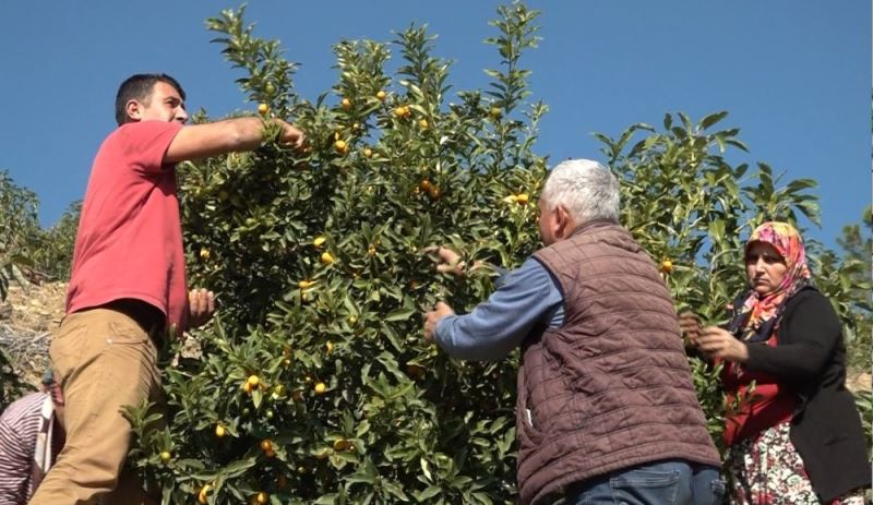 Pandemi ile talep artı, Altınportakal’da  hedef 80 ton üretime çıktı
