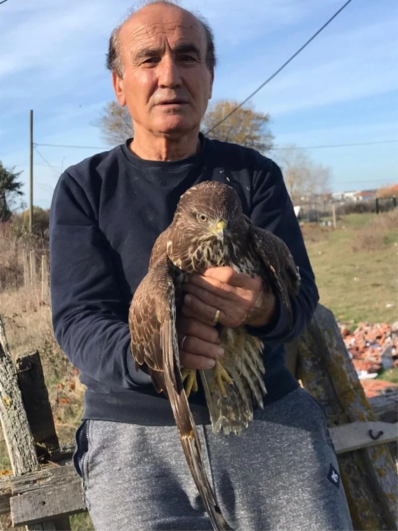 Sinop’ta avcıların vurduğu doğan tedavi edildi
