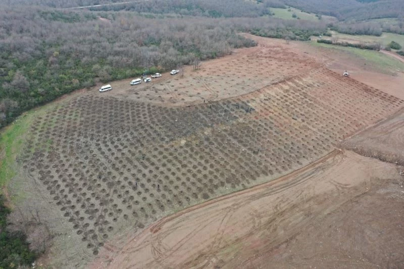 Sepetçi dolgu alanına bin 600 ağaç dikilecek
