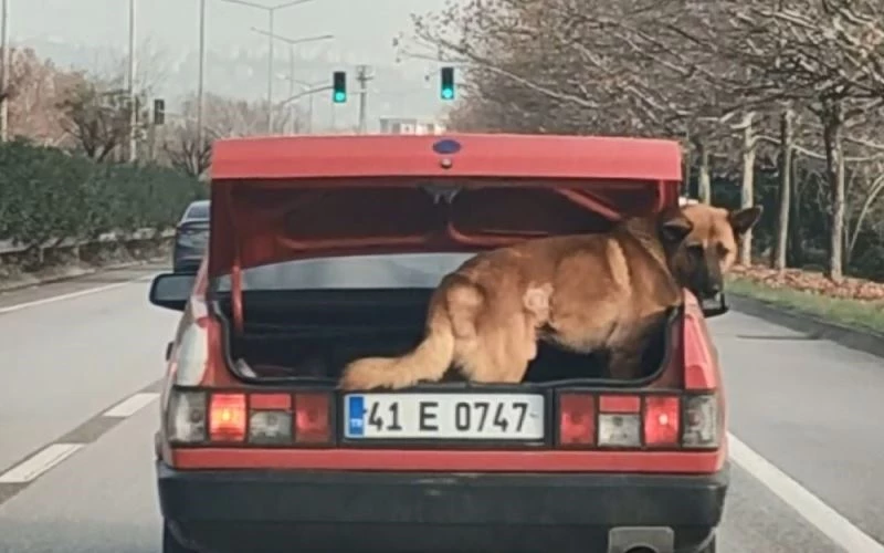 Köpeği bagajda taşıdı, hayvanseverler tepki gösterdi
