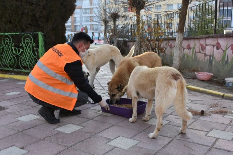 Kısıtlamada sokak hayvanları besleniyor
