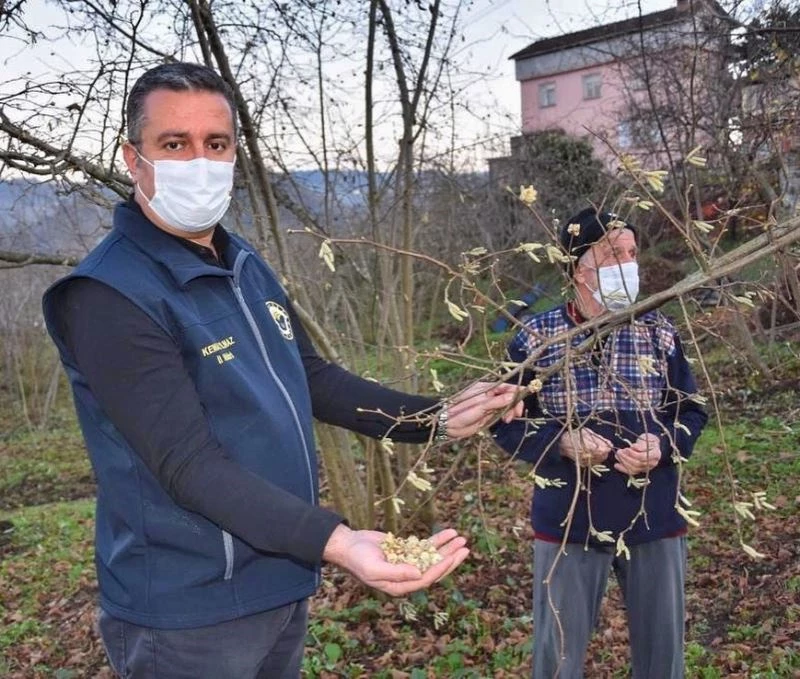 Fındık üreticilerine ‘kozalak akarı’ uyarısı
