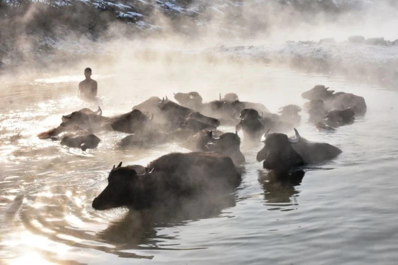 Mandaların buz gibi havada kaplıca keyfi

