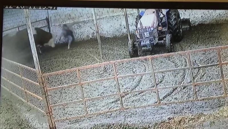 Sahibini kovalayan boğa bir darbede onu yere yıktı
