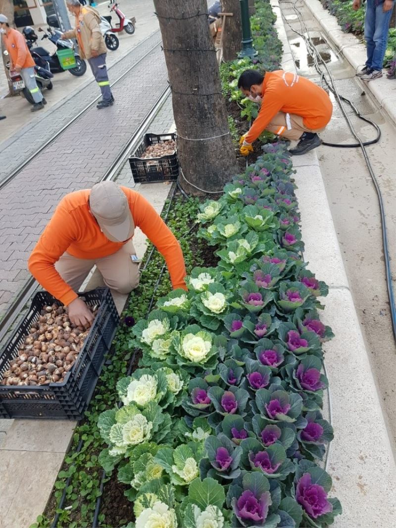 Antalya caddelerine 161 bin adet lale, sümbül, çiğdem soğanı
