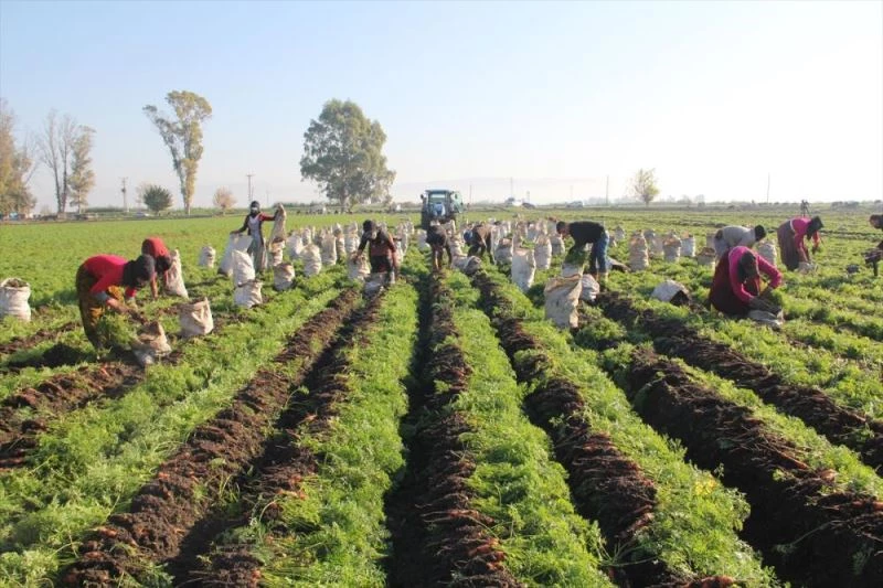 Havuç, verimi ve fiyatıyla Hataylı üreticilerin yüzünü güldürdü