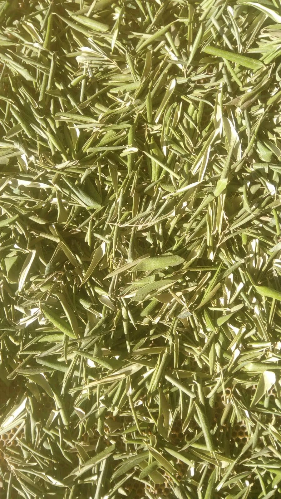 KURUTULMUŞ ZEYTİN YAPRAĞININ FAYDALARI NELERDİR?