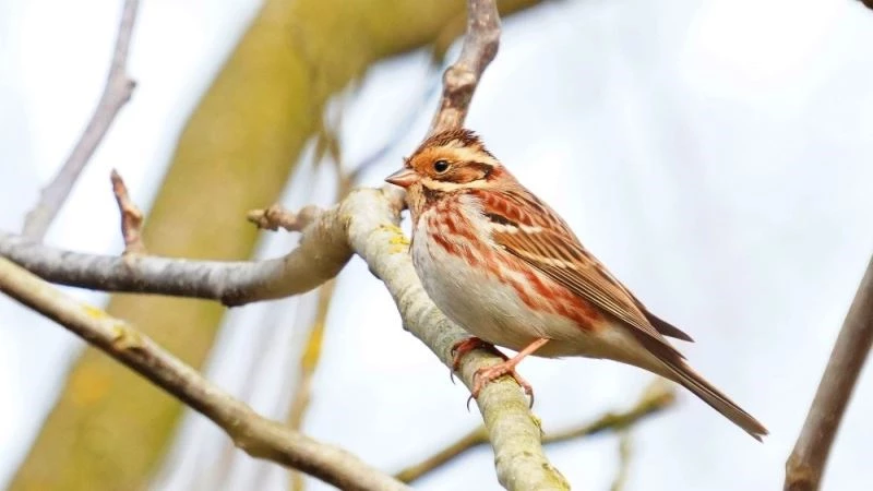 Akkaşlı kirazkuşu Zonguldak’ta görüldü
