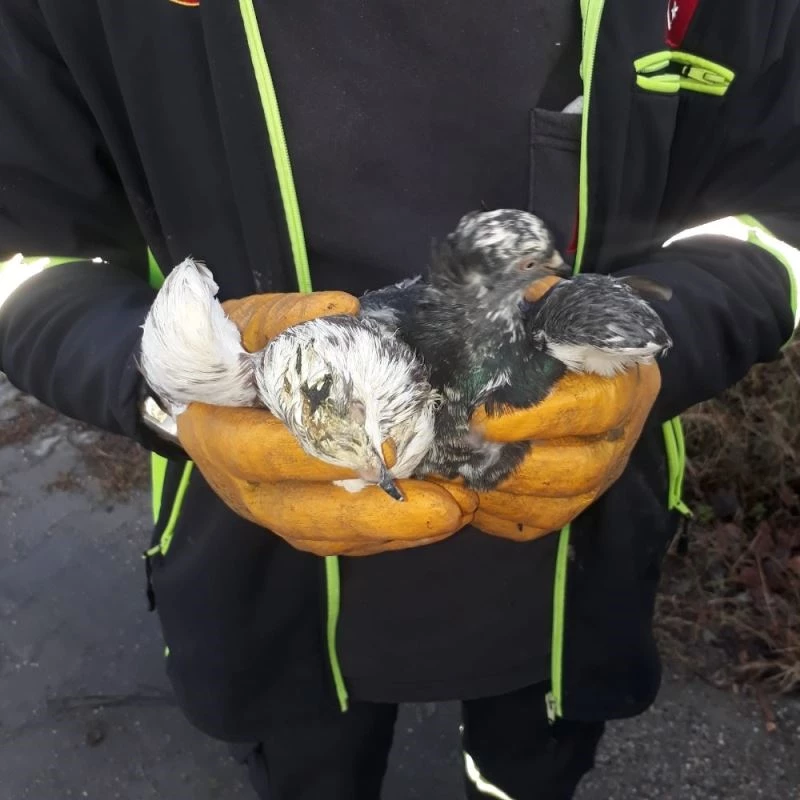 Canlı güvercinleri poşete koyup çöpe atmışlar
