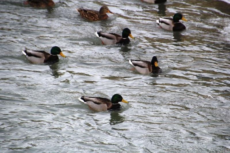 Çoruh Nehrini mesken tutan yeşilbaşlı ördekler unutulmadı
