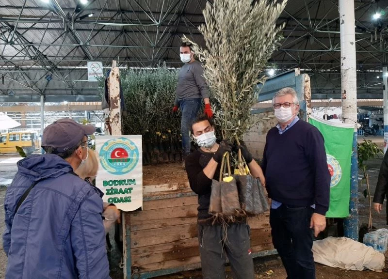 Bodrumlu üreticilere fidan dağıtımı
