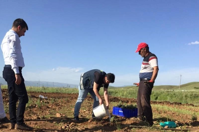 Bingöl’de hasadı yapılan lavanta, çay ve yağ olarak işlenecek
