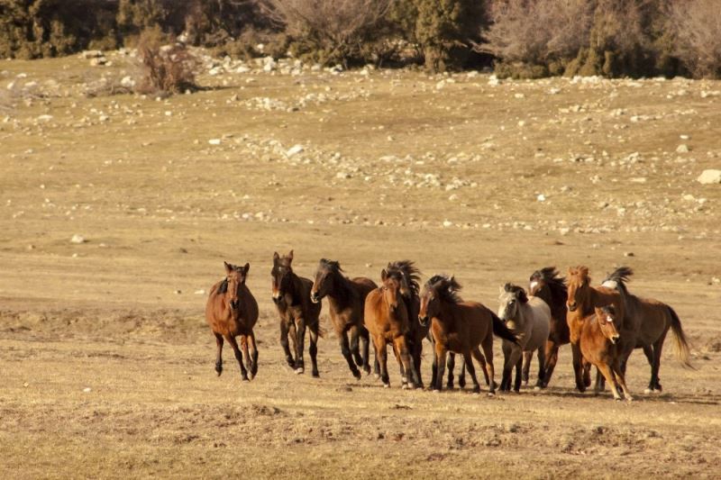 Soyları Osmanlı Süvari birliğine dayanıyor, uçsuz bucaksız doğada özgürce yaşıyorlar
