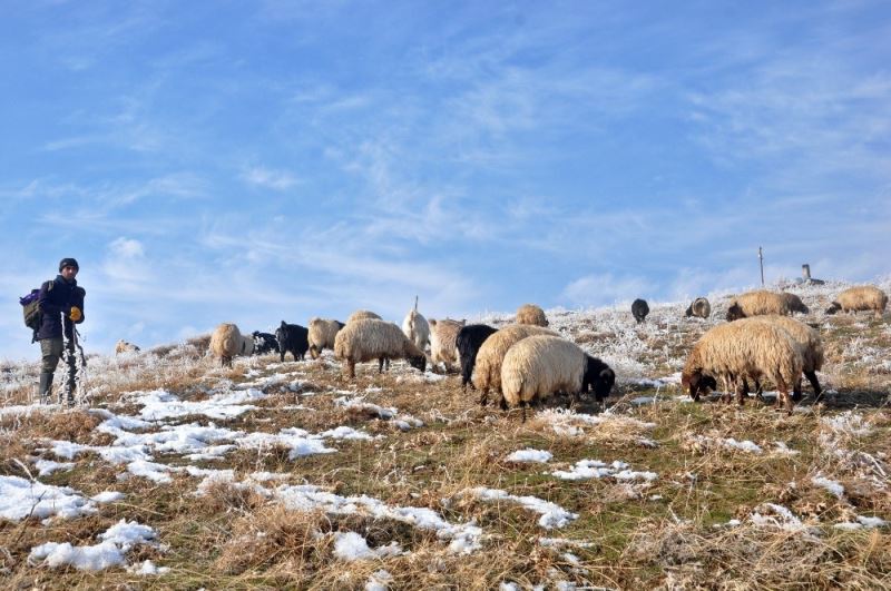 Karlı yamaçlarda koyun otlatma çilesi
