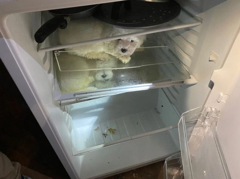 Almanya’da hayvan kaçakçılarının akıl almaz saklama yöntemi
