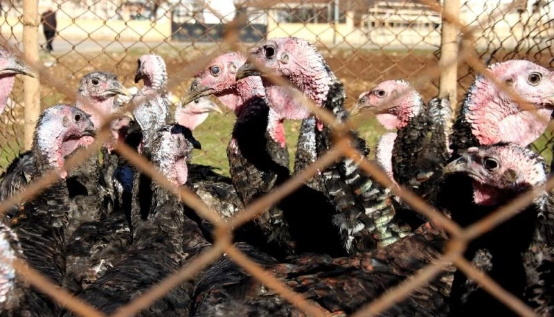 Yılbaşı kısıtlaması hindi satıcılarına yaradı
