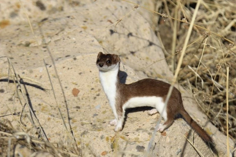Gelincik, beyaz ve kahverengi görüntüsüyle poz verdi
