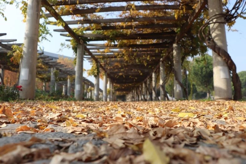 Sahipsiz hazan güzelliği görenleri cezp ediyor
