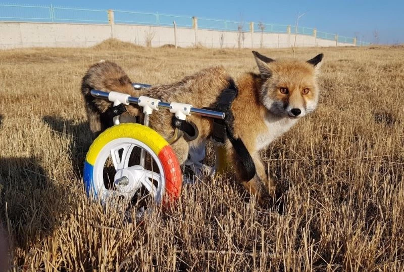 Engelli hayvanların dostu tilkiye protez bacak yaptı

