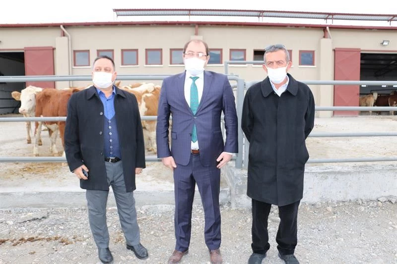 Damızlık Düve Merkezinin ilk düveleri İsviçre’den geldi
