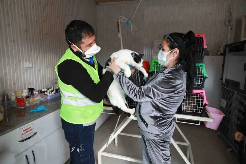 Depremzede kediler AHBAP’ın çiftliğine emanet
