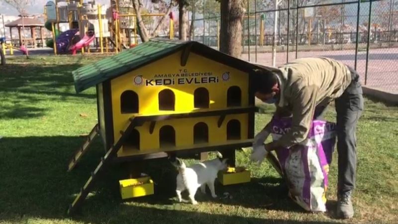 Amasya Belediyesi ekipleri sokak hayvanlarını unutmadı
