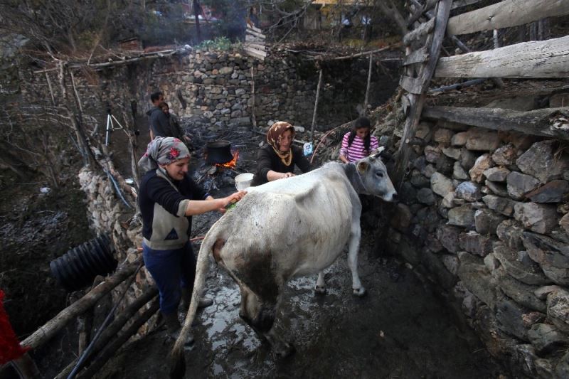 Kara kazanda sular bu kez ‘inekler’ için ısıtıldı
