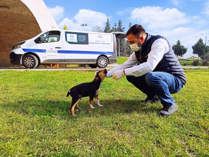 Biga Belediyesi sokak hayvanlarını kısıtlamalarda unutmadı
