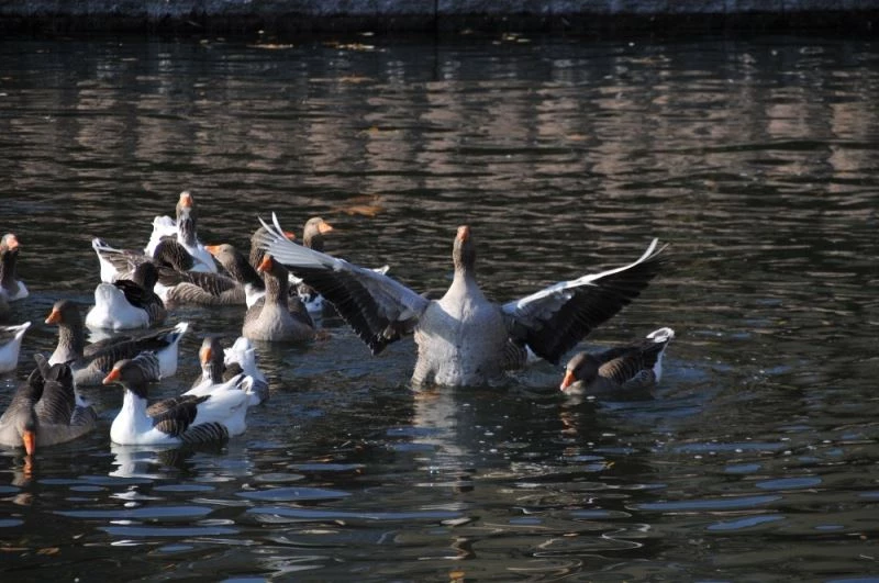 Yasakta Porsuk Çayı’nın keyfini kazlar çıkardı

