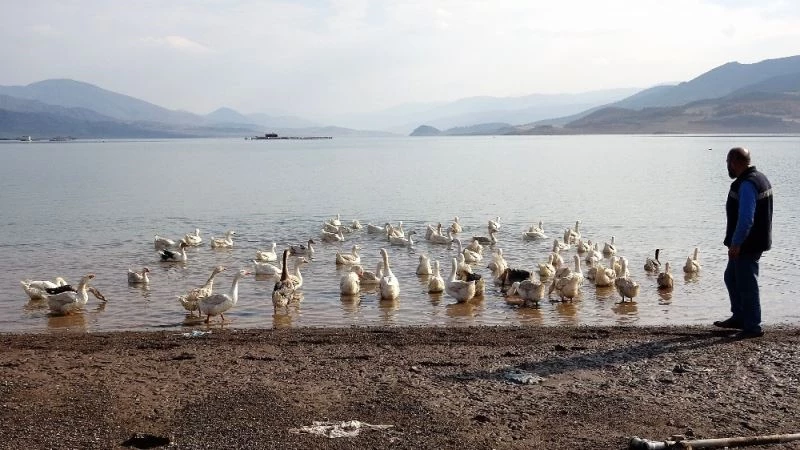 Salgın nedeniyle İstanbul’dan kaçtı, köyünde kaz beslemeye başladı
