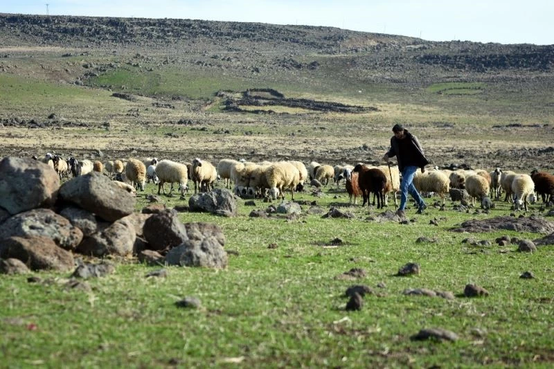 (Özel) Sokağa çıkma kısıtlamasında çobanlar işlerinin başında
