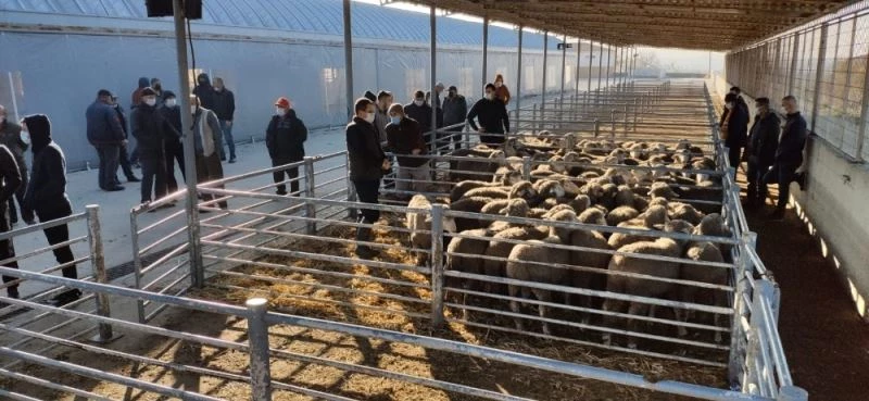 Verimliliği artırmak için damızlık koçlar üreticilere dağıtıldı
