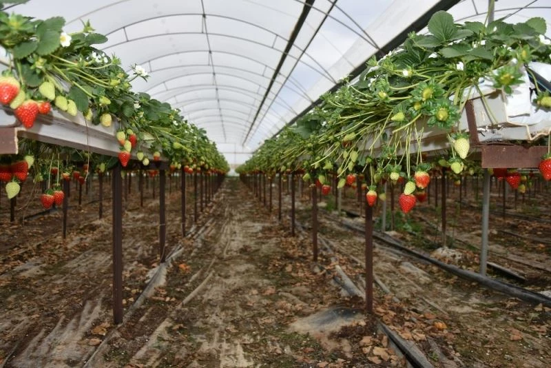 Meyve ve sebze deposu Mersin, 9 üründe Türkiye birincisi
