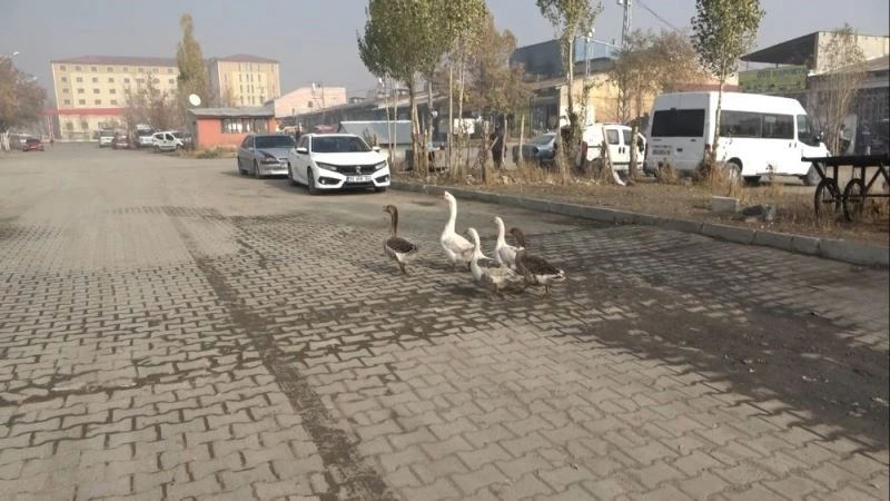 Pandemiden dolayı dışardan almak istemediği kazları sanayi sitesine kurduğu çiftlikte besliyor
