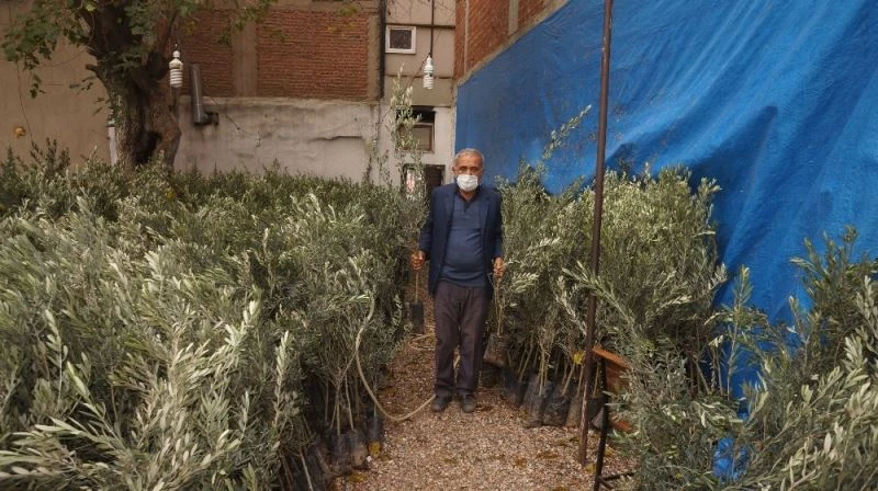 Sarıgöl Ziraat Odasından çiftçilere sekiz bin zeytin fidanı
