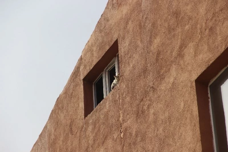 Hırçın kedi, miyavlayarak yardım istedi, kurtarılınca nankörlük etti
