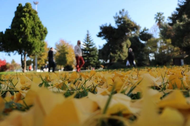 Samsun’da yaprak dökümü
