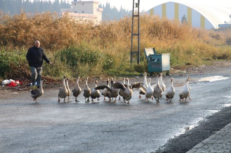 Pandemide iş yerini çiftliğe çevirdi
