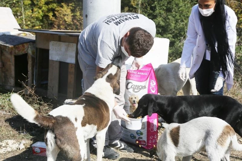 Atakum Belediyesi’nin patili dostlara mama desteği 5 tonu aştı
