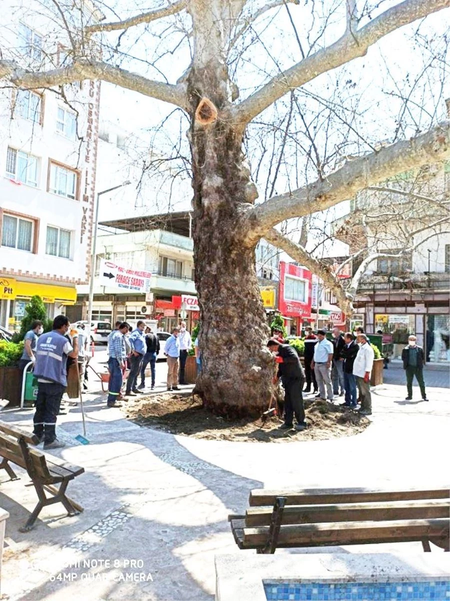 ASIRLIK ÇINARI YAŞATMAK İÇİN YOĞUN MÜCADELE VAR
