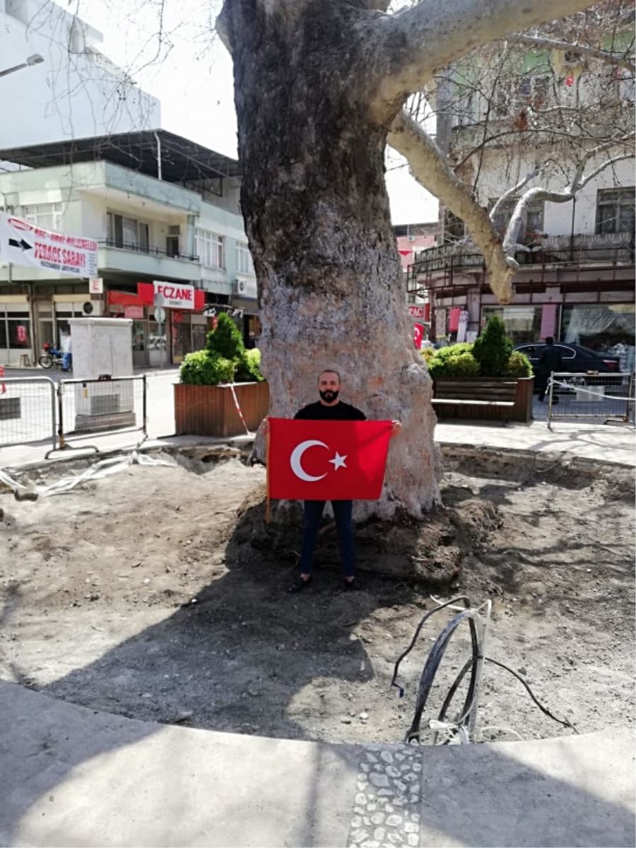 ASIRLIK ÇINARIN BAKIMI SÜRÜYOR