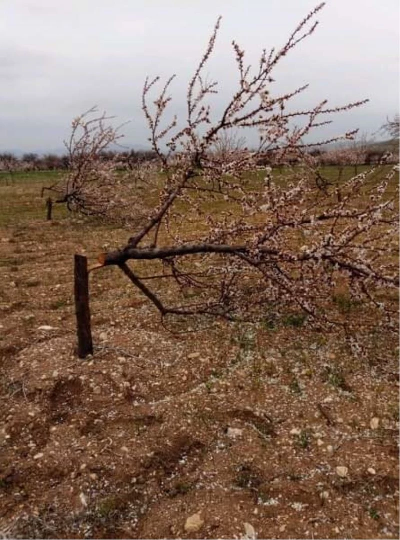 Jandarma kayısı ağaçlarını kesen kişileri bulmak için çalışma başlattı